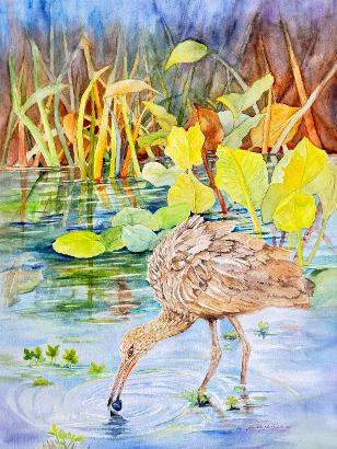 LIMPKIN catching a clam for his dinner 